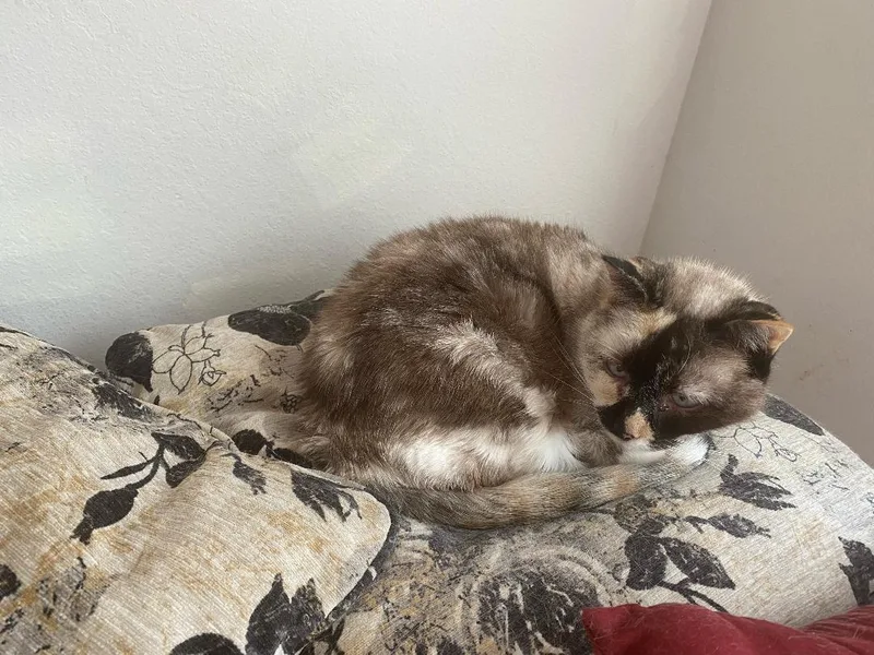 Willow  Older Siamese thumbnail 2