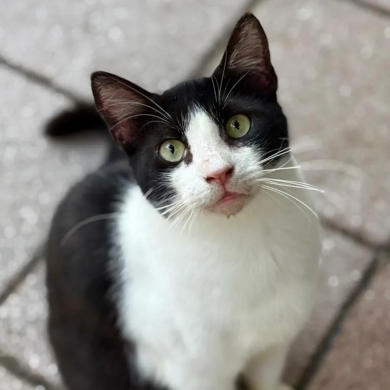 Bojangles thumbnail 2