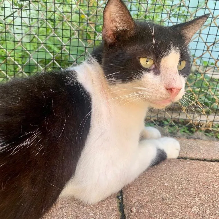 Bojangles thumbnail 3