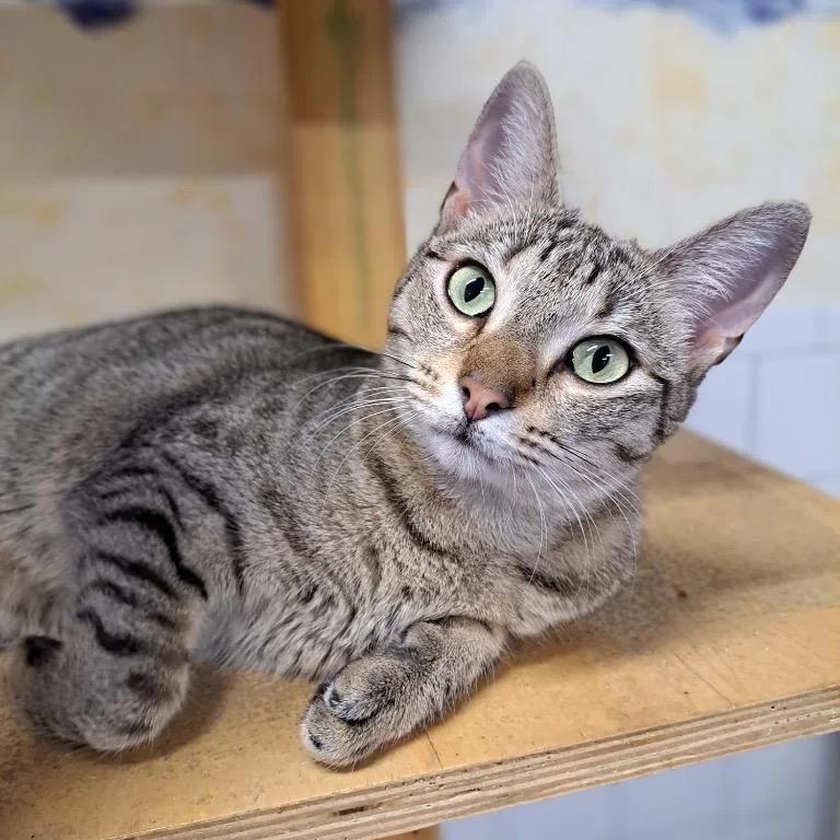 Drumstick thumbnail 2