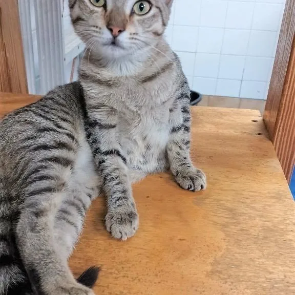 Drumstick thumbnail 3