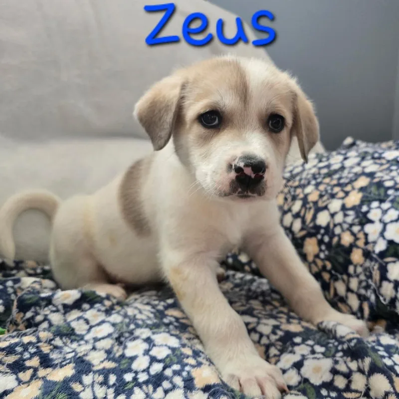 Zeus thumbnail 3