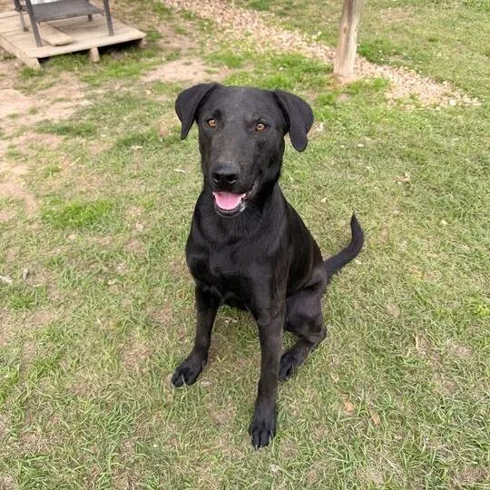 Chicken Gizzard thumbnail 3