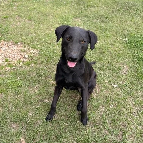 Chicken Gizzard thumbnail 4