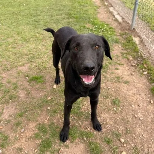 Chicken Gizzard thumbnail 6