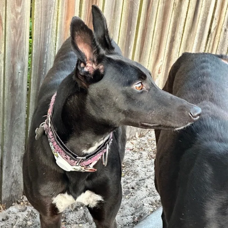 Dancin Chibang thumbnail 2