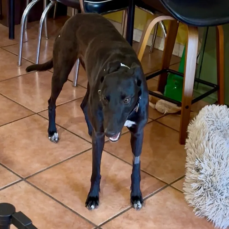 Dancin Chibang thumbnail 3