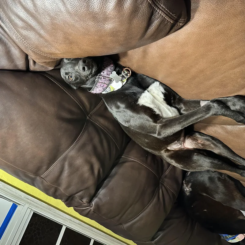 Dancin Chibang thumbnail 4