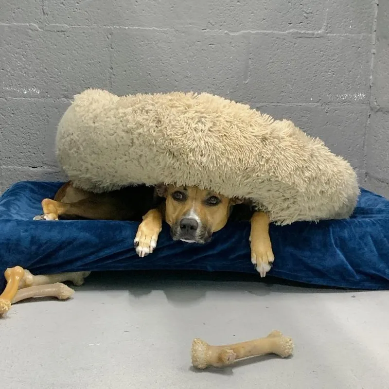 Babycakes thumbnail 2