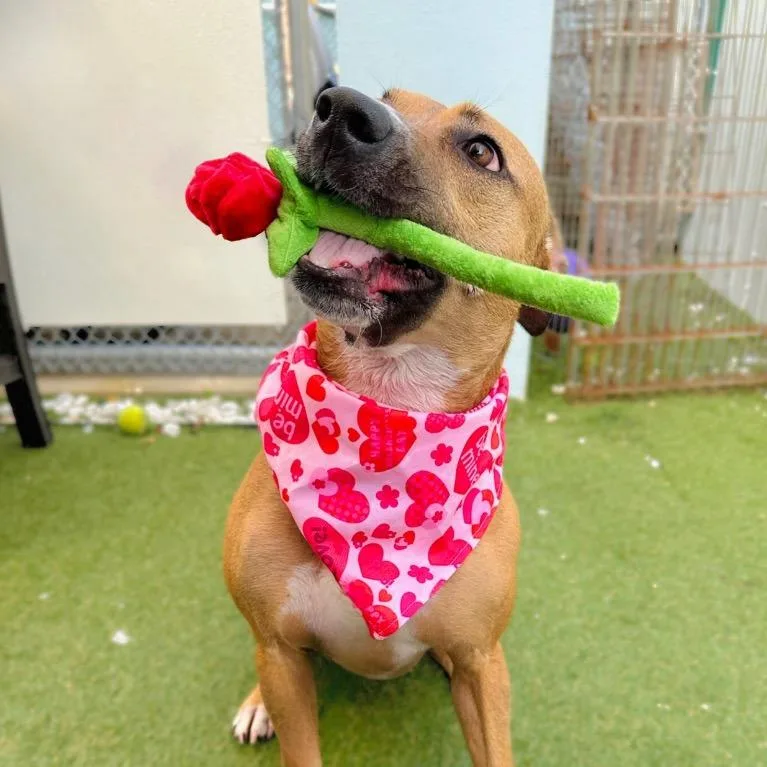 Babycakes thumbnail 3