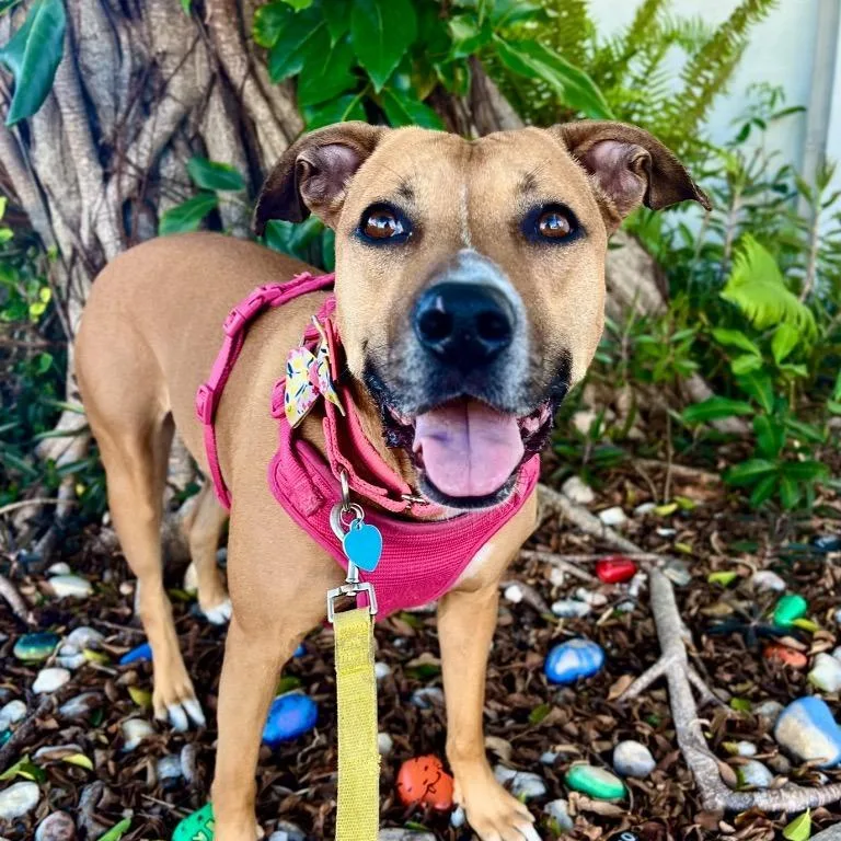 Babycakes thumbnail 4