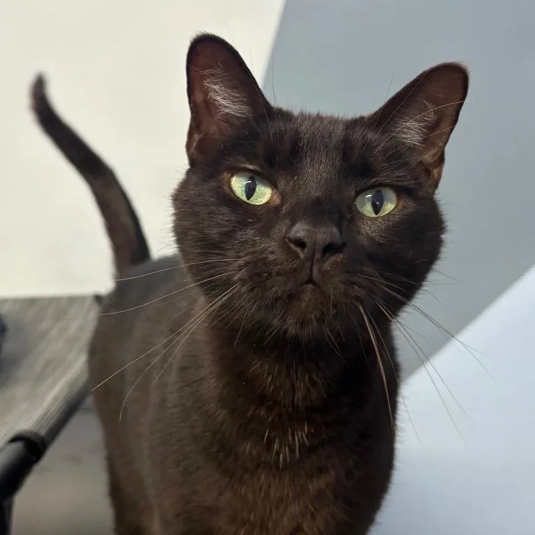 Bagheera thumbnail 2