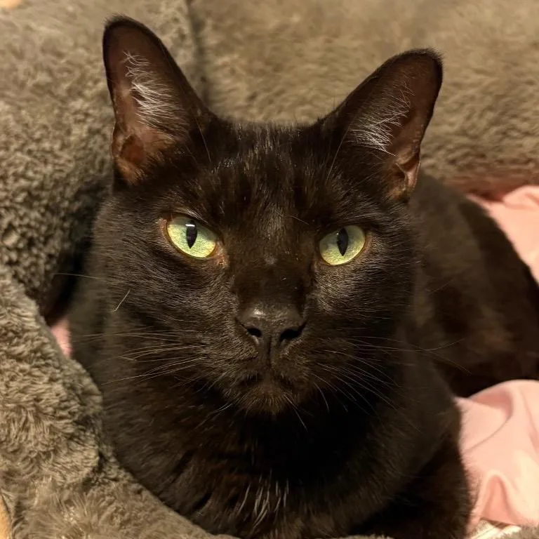 Bagheera thumbnail 3