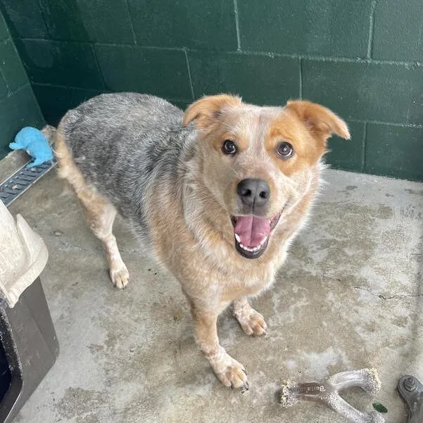 Big Booty Judy thumbnail 5