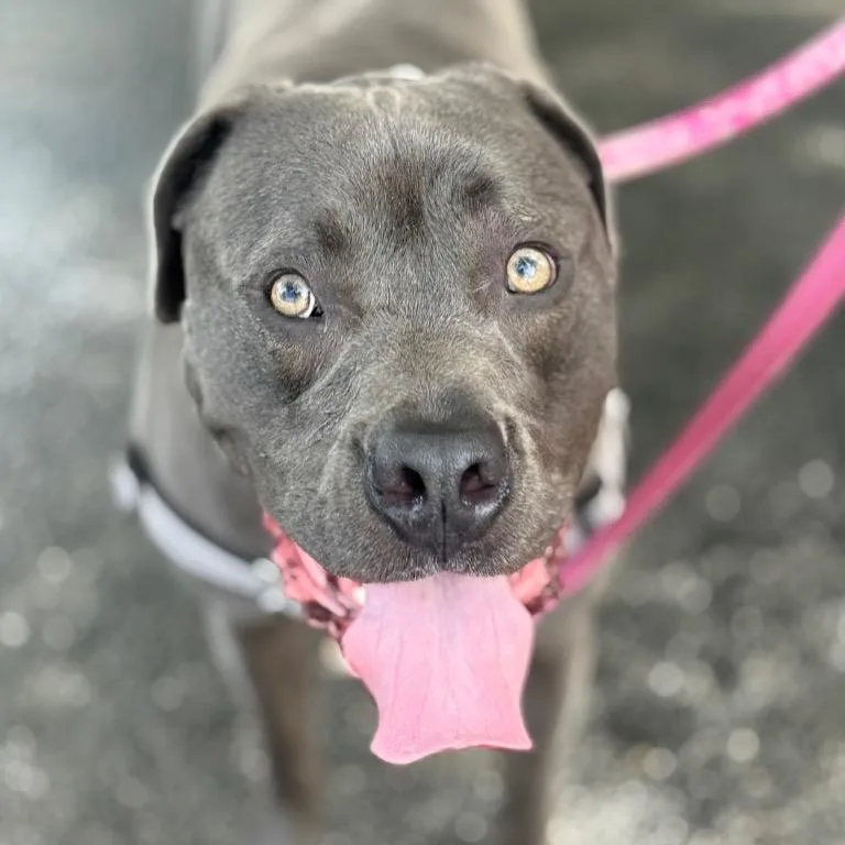 Hollywood thumbnail 3