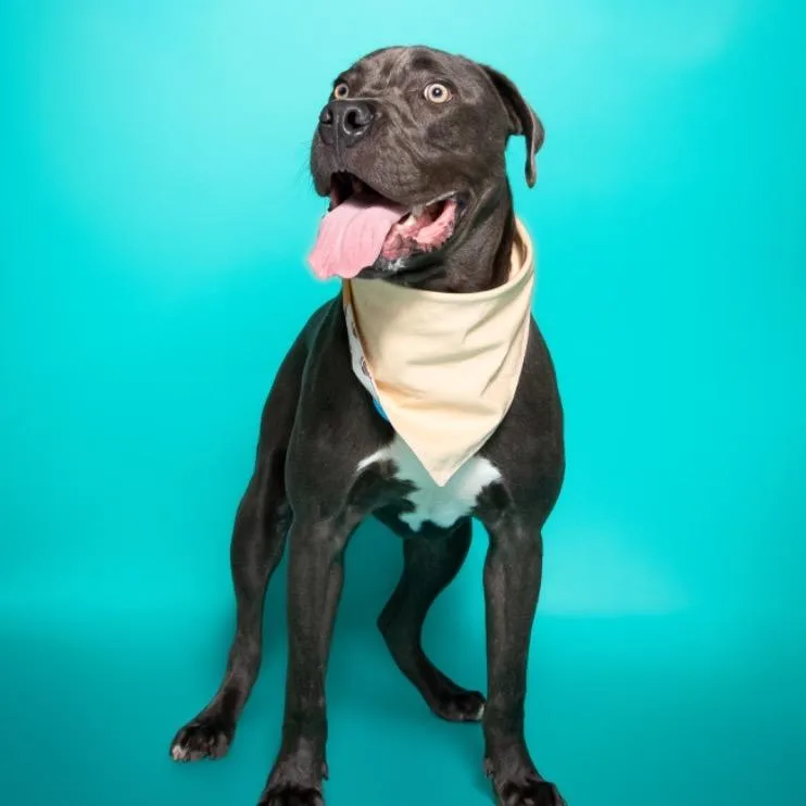 Hollywood thumbnail 4