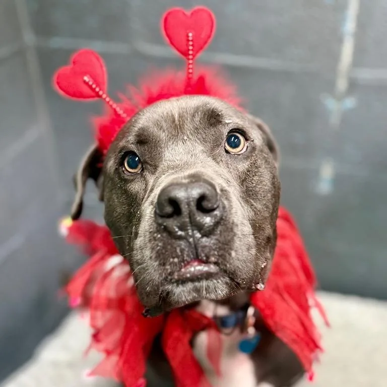 Hollywood thumbnail 5