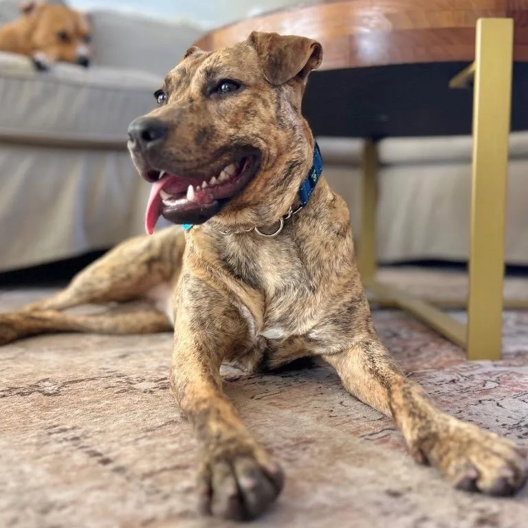 Sunshine thumbnail 2