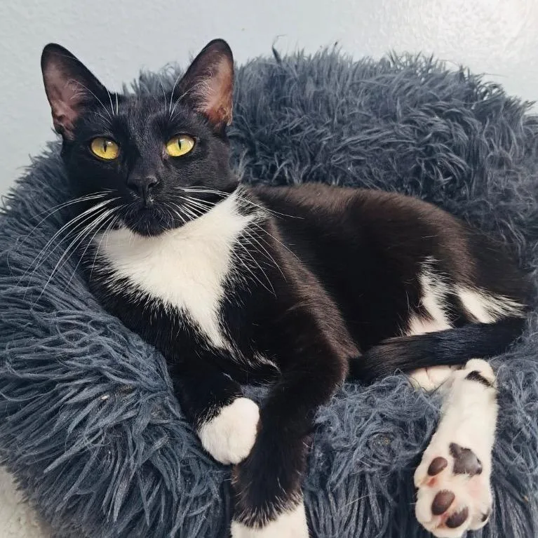 Swaddles thumbnail 2