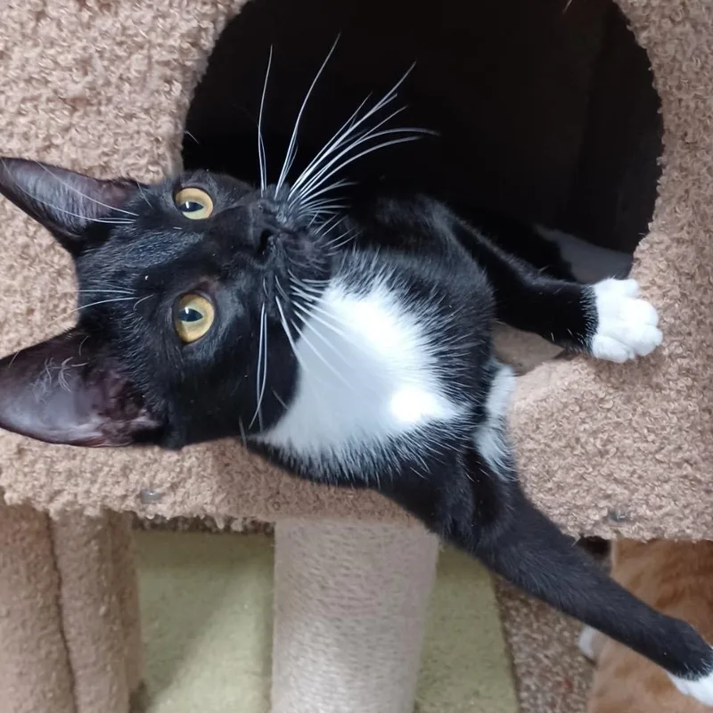 Swaddles thumbnail 3