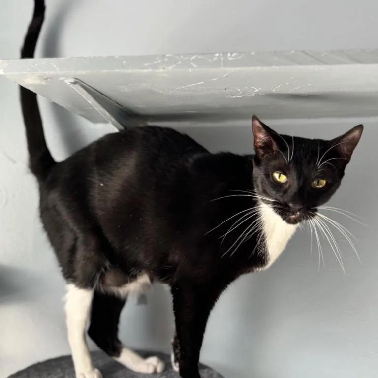 Swaddles thumbnail 4