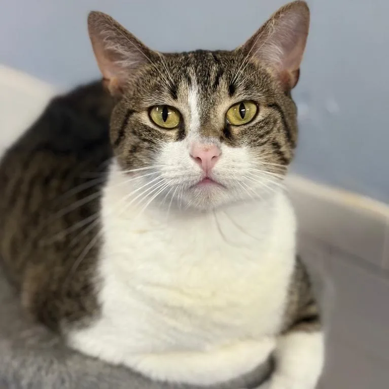 Tabulous thumbnail 2