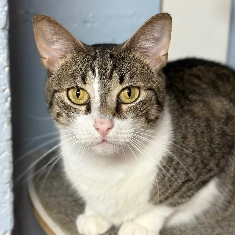 Tabulous thumbnail 3