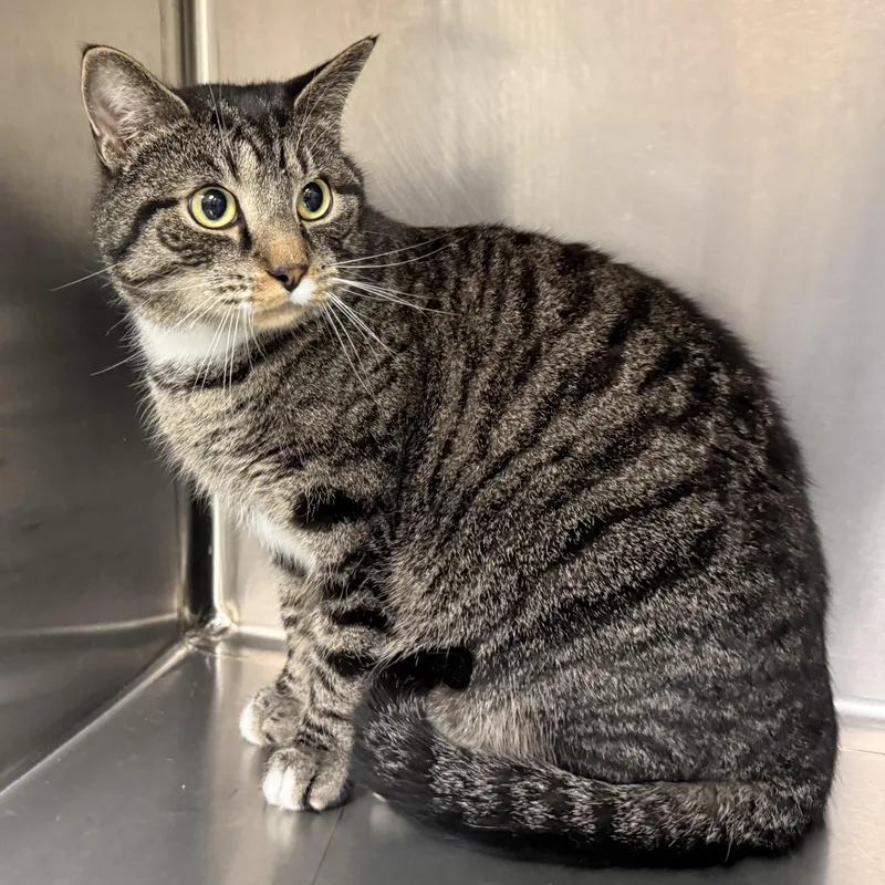 Valentino thumbnail 2