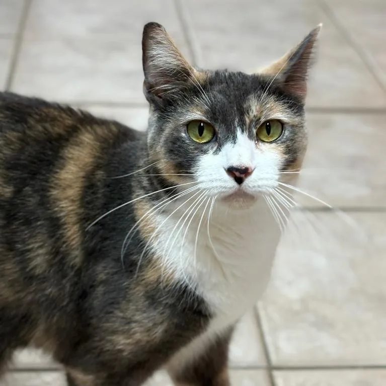 Rosaline thumbnail 2