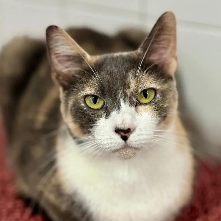 Rosaline thumbnail 3