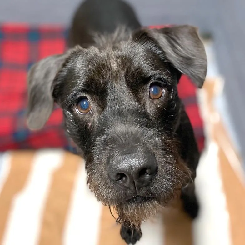 Scraggles thumbnail 2