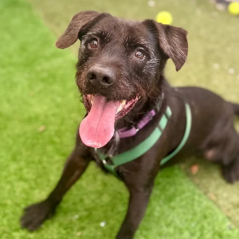 Scraggles thumbnail 3