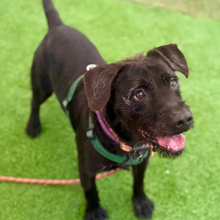 Scraggles thumbnail 5