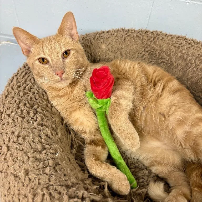 Secret Agent Whiskers