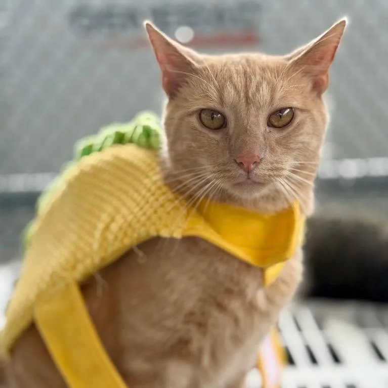 Secret Agent Whiskers thumbnail 2