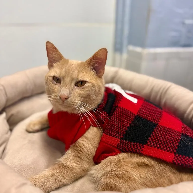 Secret Agent Whiskers thumbnail 3