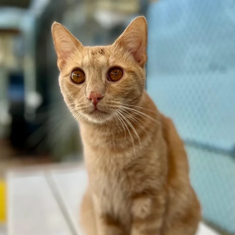 Secret Agent Whiskers thumbnail 4