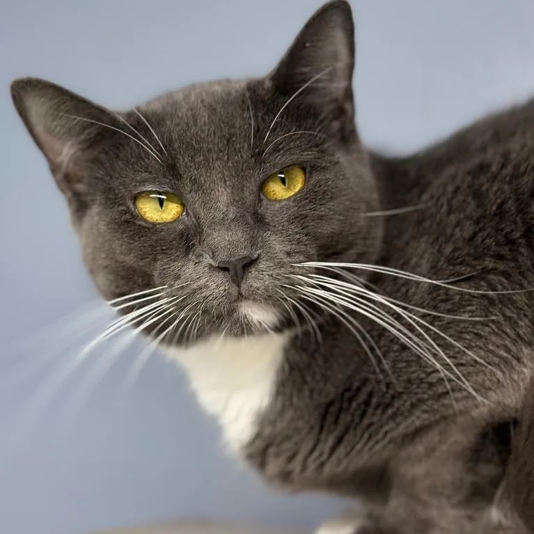 Jiggly Caliente thumbnail 2