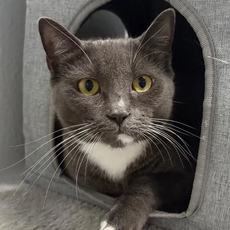 Jiggly Caliente thumbnail 3