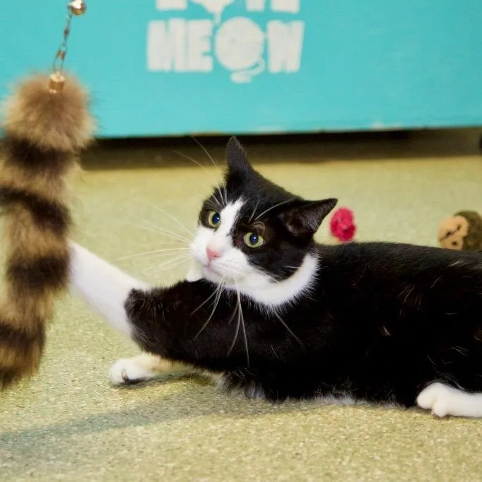 Pepe Le Pew thumbnail 2