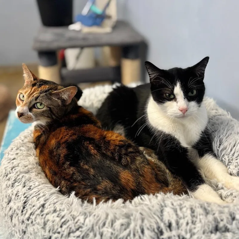 Pepe Le Pew thumbnail 3