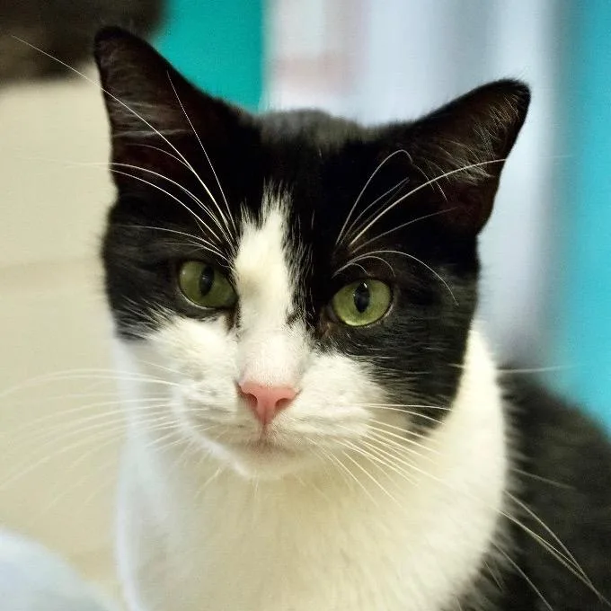 Pepe Le Pew thumbnail 4