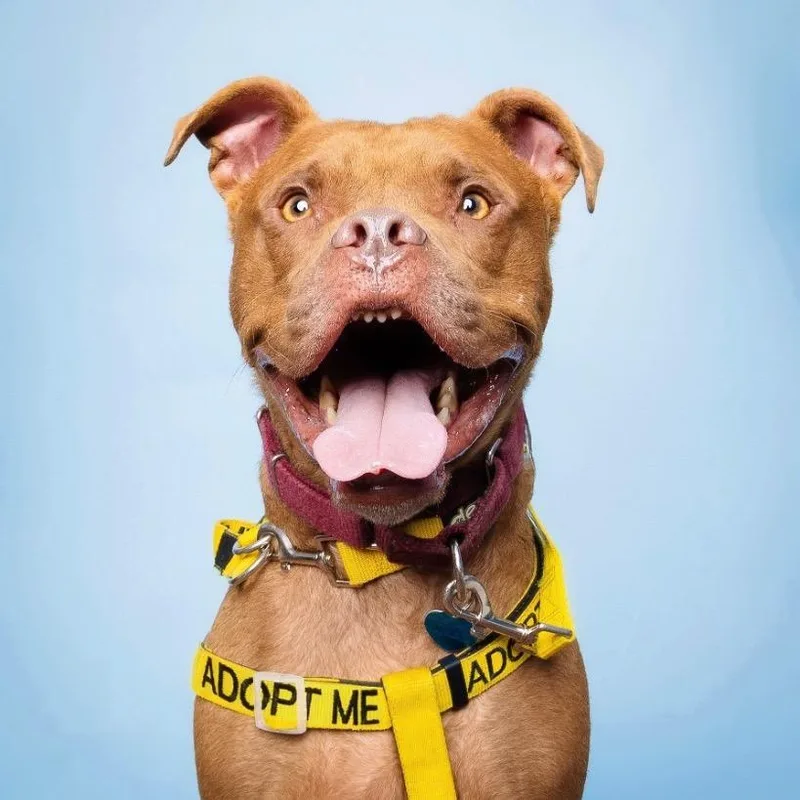 Peter Pan thumbnail 3