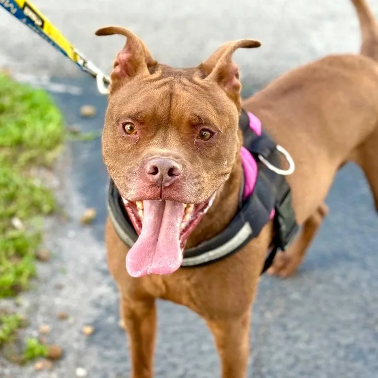 Peter Pan thumbnail 4