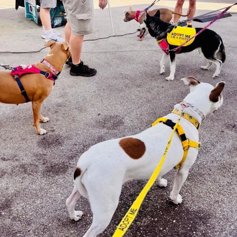 Mistletoe thumbnail 2