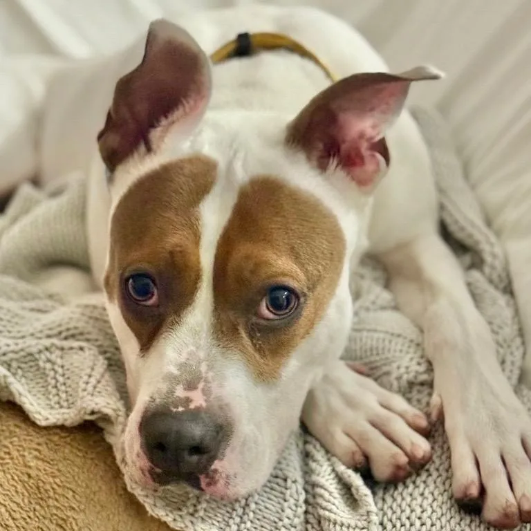 Mistletoe thumbnail 3