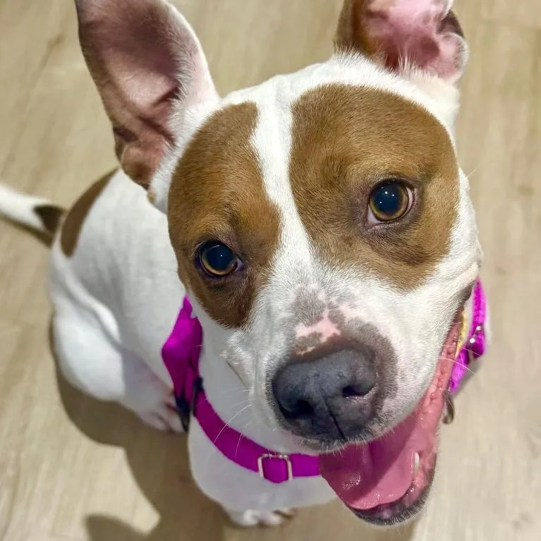 Mistletoe thumbnail 4