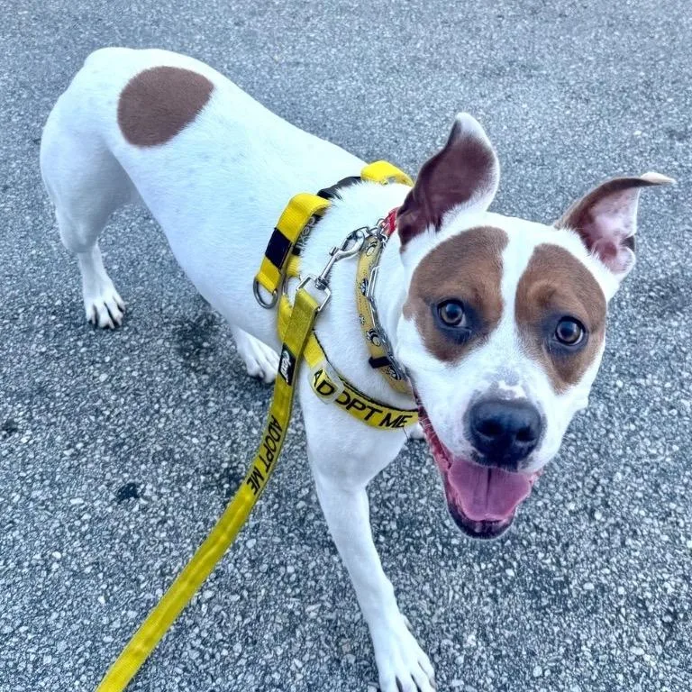 Mistletoe thumbnail 5