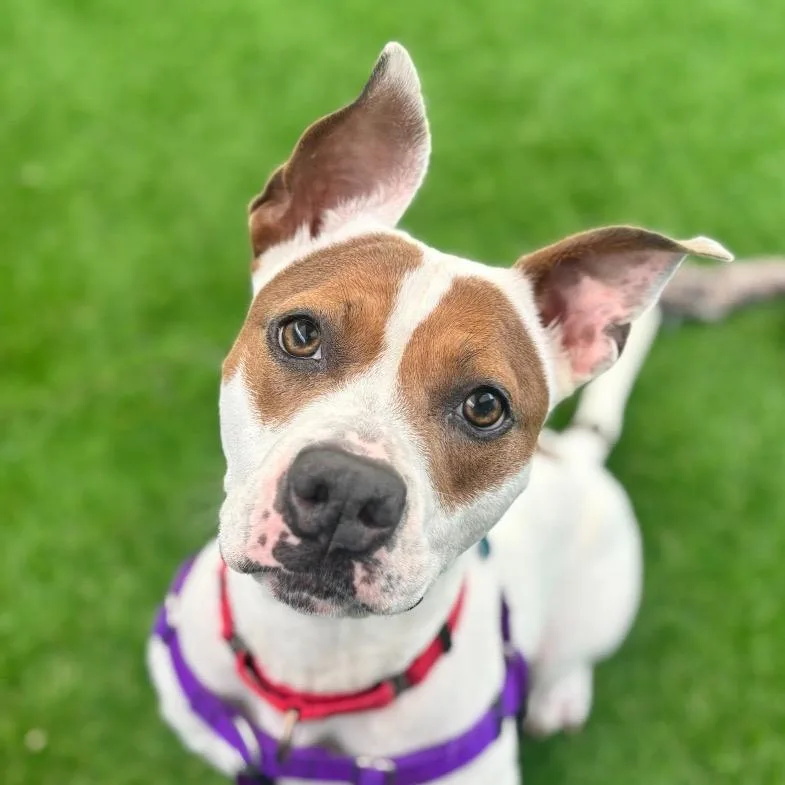 Mistletoe thumbnail 6