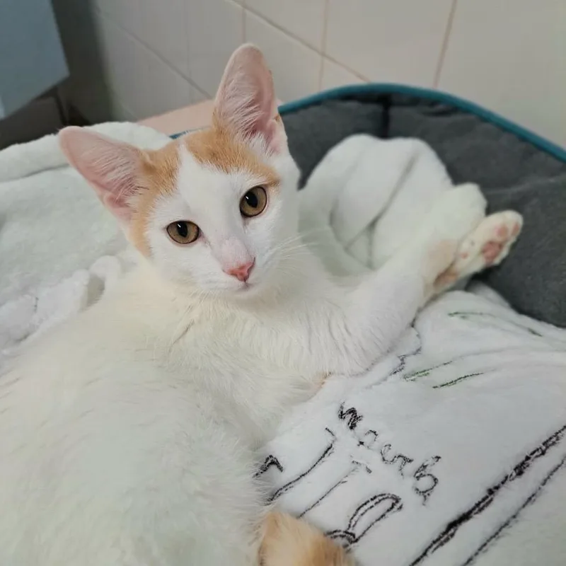 Oopsy Daisy thumbnail 2